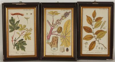 8 colorierte Stiche verschiedene Pflanzen, - Kunst, Antiquitäten und Möbel
