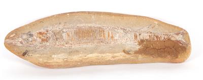Fossiler Fisch - Arte e antiquariato