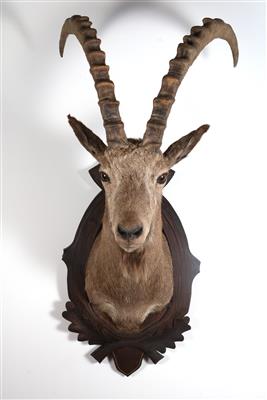 Jagdtrophäe "Steinbock" - Antiques and art