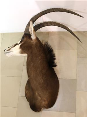 Afrikanische Jagdtrophäe, "Rappenantilope - Umění a starožitnosti