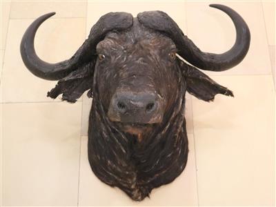 Afrikanische Jagdtrophäe, "Kaffernbüffel" - Umění a starožitnosti