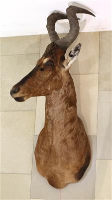 Arikanische Jagdtrophäe, "Hartebeestantilope" - Kunst, Antiquitäten, Möbel und Technik