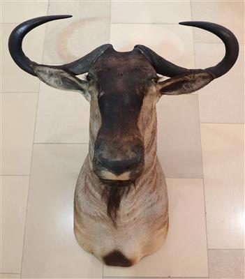 Afrikanische Jagdtrophäe "Gnu" - Antiques and art