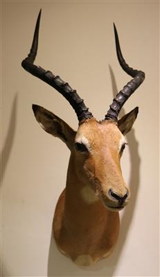 Afrikanische Jagdtrophäe, "Puku Antilope" - Antiques and art