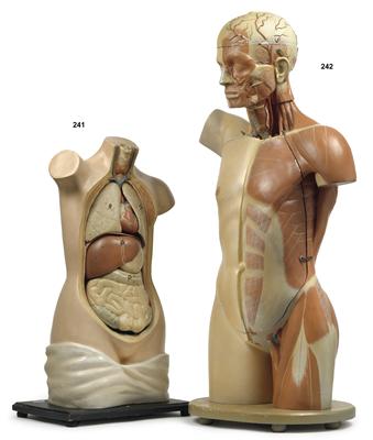 Anatomischer Torso um 1920 - Antiques and Paintings