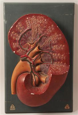 Anatomisches Modell einer Niere - Saisonabschluss-Auktion Bilder Varia, Antiquitäten, Möbel/Design