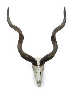 A hunting trophy, - Selected by Hohenlohe