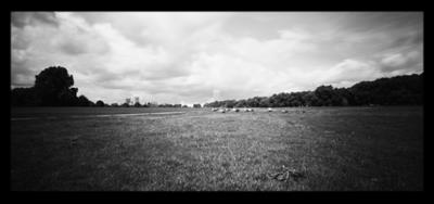 Dietmar Hochhauser, Grey geese at the London Hyde Park - Charity Delta Cultura