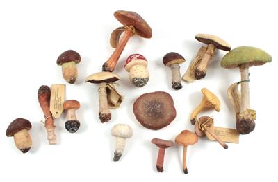 41 Mushroom (Funghi) Models - Historické v?decké p?ístroje a globusy