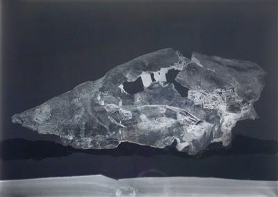A collection of 93 paleontological Glass Negatives from Julius v. Pia (1887–1943) - Strumenti scientifici e globi d'epoca