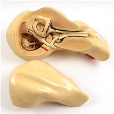 Anatomisches Modell "Inneres Ohr" - Historische wissenschaftliche Instrumente, Modelle und Globen