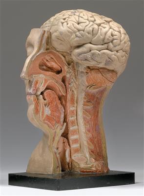 A ca. 1900 anatomical plaster Model of the Head and Brain - Historické v?decké p?ístroje a globusy