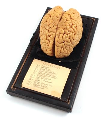 Wachsmodell eines Gehirns - Historische wissenschaftliche Instrumente, Modelle und Globen