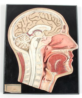 Anatomisches Modell eines menschlichen Kopfes - Historische wissenschaftliche Instrumente, Modelle und Globen