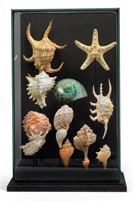 Diorama mit Meeresschnecken - Historische wissenschaftliche Instrumente, Modelle und Globen