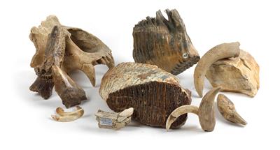 A collection of Ice age bone fragments and teeth - Strumenti scientifici e globi d'epoca