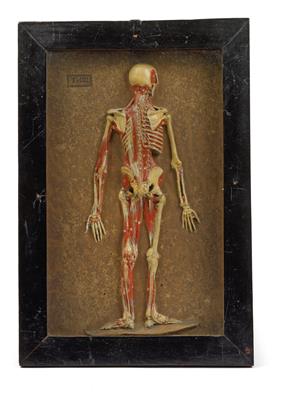 A mid 19th century anatomical relief Model - Historické vědecké přístroje a globusy