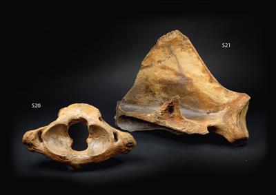 An Atlas vertebrate of a Mammoth - Strumenti scientifici e globi d'epoca, macchine fotografiche