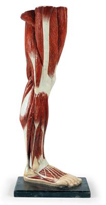 A c. 1900 anatomical Human leg Model - Historische wissenschaftliche Instrumente und Globen - Klassische Fotoapparate und Zubehör