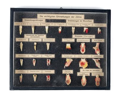 Zahnmedizinischer Schaukasten - Historische wissenschaftliche Instrumente und Globen - Klassische Fotoapparate und Zubehör