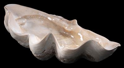 A fossil Tridacna Gigantea shell with Pearl - Historické vědecké přístroje a globusy - Fotoaparáty