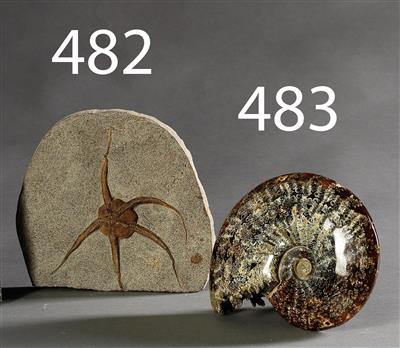 Fossiler Ammonit (Cloniceras) - Historische wissenschaftliche Instrumente und Globen - Klassische Fotoapparate und Zubehör
