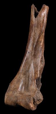 Fossiler Schenkelknochen eines Mammuts - Historische wissenschaftliche Instrumente und Globen - Klassische Fotoapparate und Zubehör