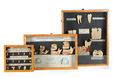 Three display boxes with dental Wax Models - Historické vědecké přístroje, globusy a fotoaparáty