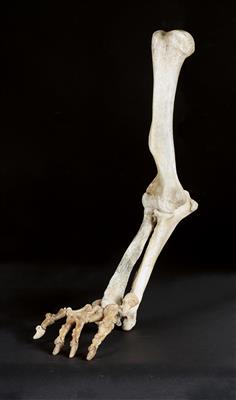 A fossil leg of a cave bear - Antique Scientific Instruments, Globes and Cameras