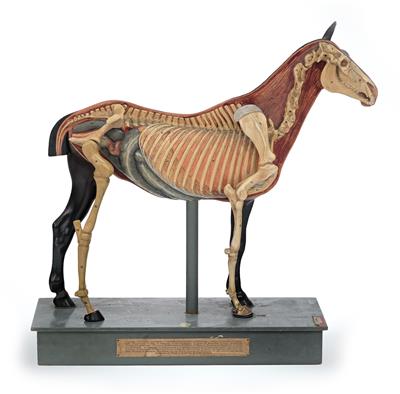 A Horse anatomical Model - Historické vědecké přístroje, globusy a fotoaparáty