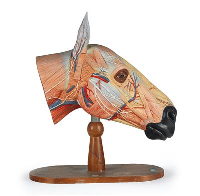 A Horse’s head anatomical Model - Antique Scientific Instruments, Globes and Cameras