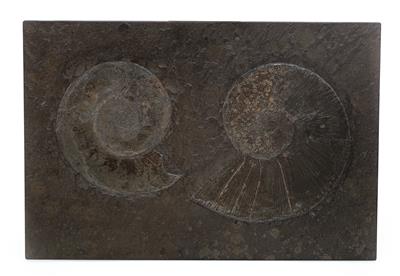 Two fossil Ammonites - Strumenti scientifici, globi d'epoca e macchine fotografiche