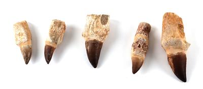 Five fossile dinosaur Teeth - Antique Scientific Instruments, Globes and Cameras