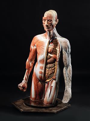 Anatomisches Modell, menschlicher Torso - Historische wissenschaftliche Instrumente, Modelle, Globen, Fotoapparate