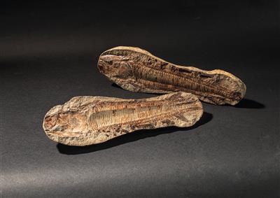 Fossiler Fisch - Historische wissenschaftliche Instrumente, Modelle, Globen, Fotoapparate