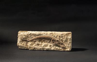 A Fish fossil - Starožitnosti; Historické vědecké přístroje a globusy; Historické fotoaparáty a příslušenství