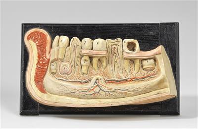 Anatomisches Modell der menschl. Zähne - Historické vědecké přístroje, globusy a fotoaparáty