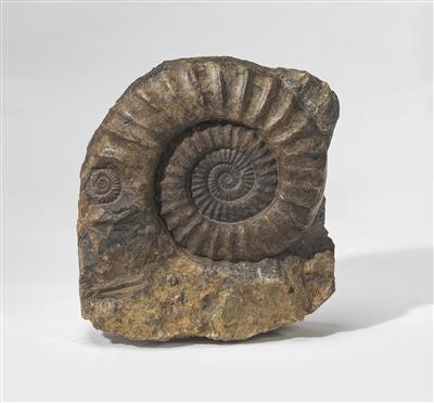 Fossiler Ammonit - Strumenti scientifici, globi d'epoca e macchine fotografiche