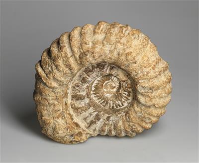 Fossiler Ammonit - Strumenti scientifici, globi d'epoca e macchine fotografiche