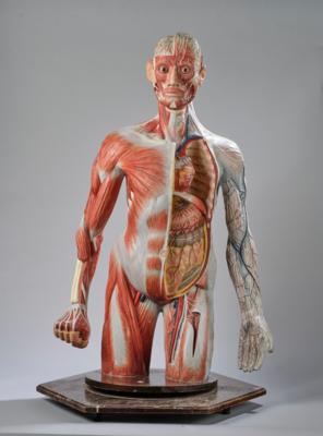 Menschlicher Torso, anatomisches Modell - Uhren, Technik, Kuriositäten & Photographica