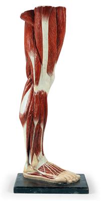 Anatomisches Modell der Muskeln am menschlichen Bein - Antiquitäten