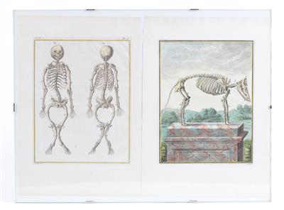 Druckgrafik Zoologie - Works of Art