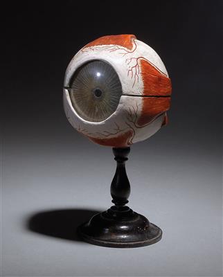 Anatomical Model of the Human Eye, - Source