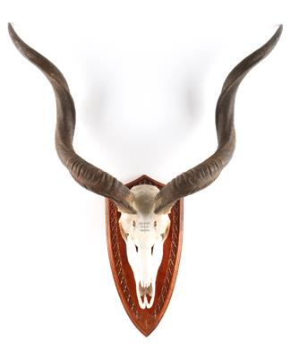 Afrikatrophäe, Namibia, Kudu, ca. 31 Inch - Lovecké, sportovní a sběratelské zbraně