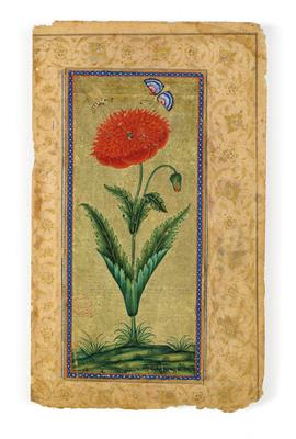 An illustrated leaf from a manuscript: a field poppy. India, Mughal, c. 1640 - Arte asiatica