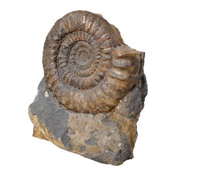 Fossil ammonite, - Di provenienza aristocratica