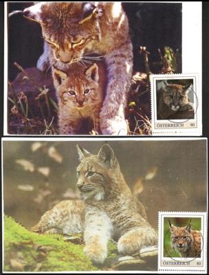 Poststück - Motivsammlung Wildkatzen auf AK mit passenden Motivmarken, - Známky a pohlednice