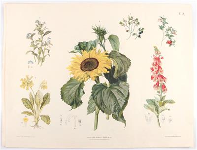 BLUMEN und PFLANZEN. - - Books and decorative graphics