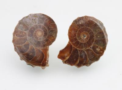 Ammonit Ohrstecker - Klenoty a Hodinky