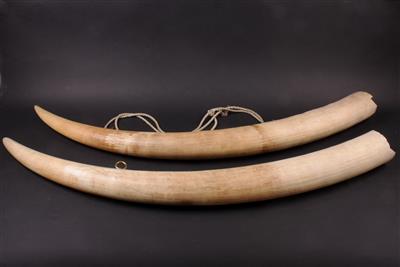 Paar Stoßzähne eines afrikanischen Elefanten (Loxodonta Africana) - Klenoty, umění a starožitnosti